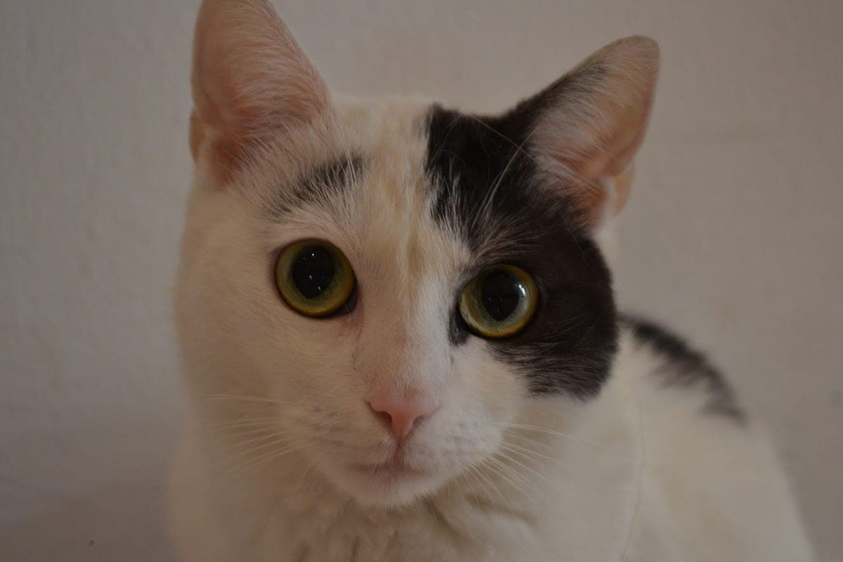 Veterinární ordinace Holešovice