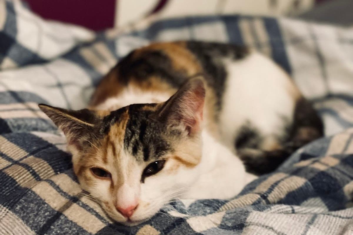 Dýrasjúkrahúsið (Animal Hospital Reykjavik)