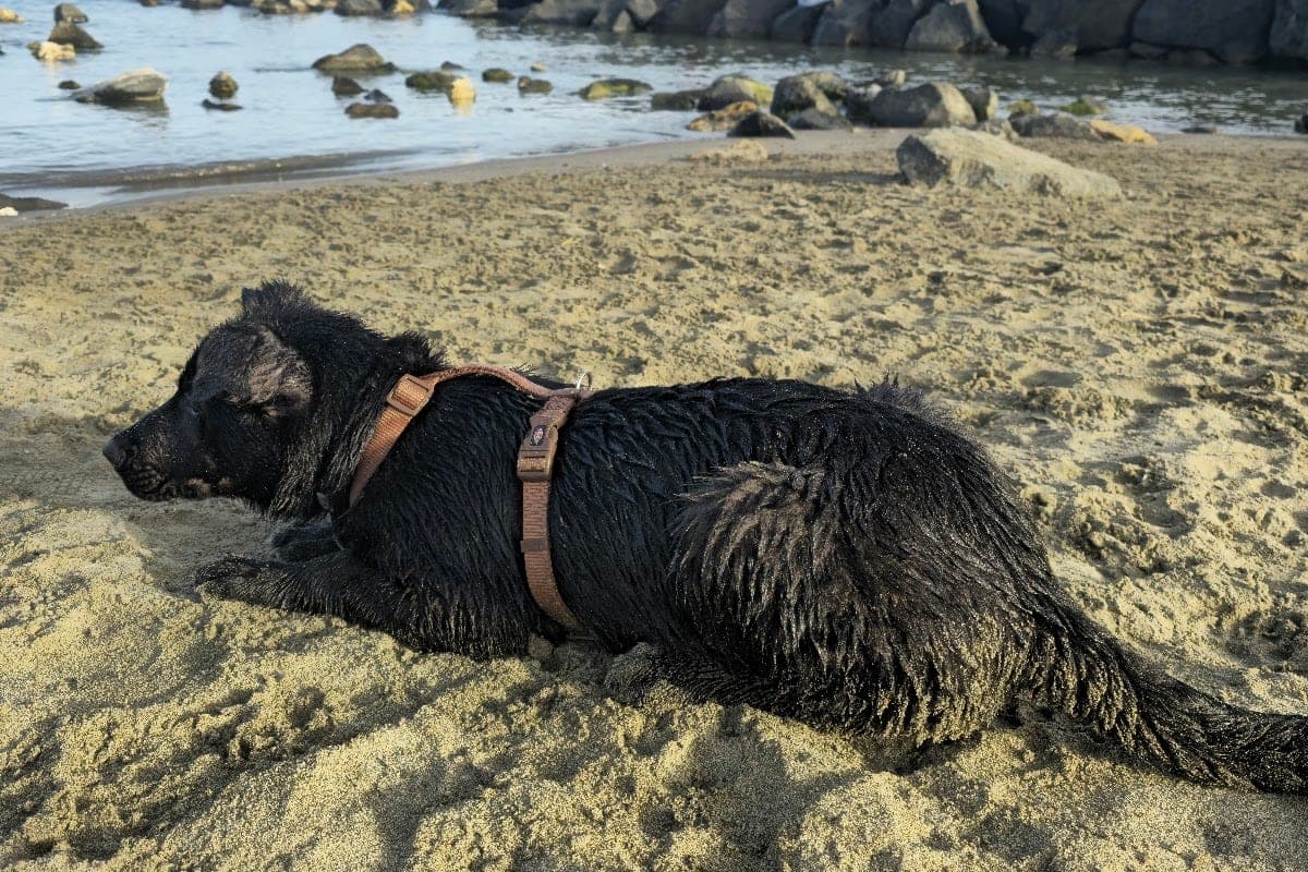 Ostia Levante — Spiaggia per Cani