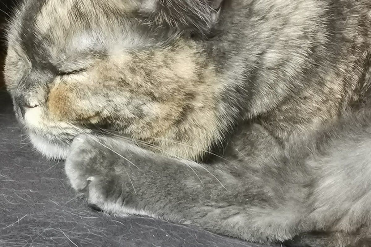 Kleintierpraxis Dr. Gabriele Pötscher