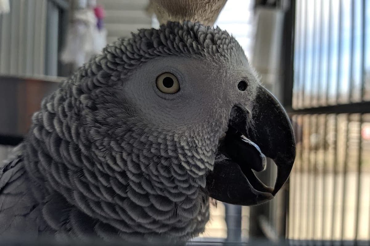 Blue Cross Animal Hospital (24h)