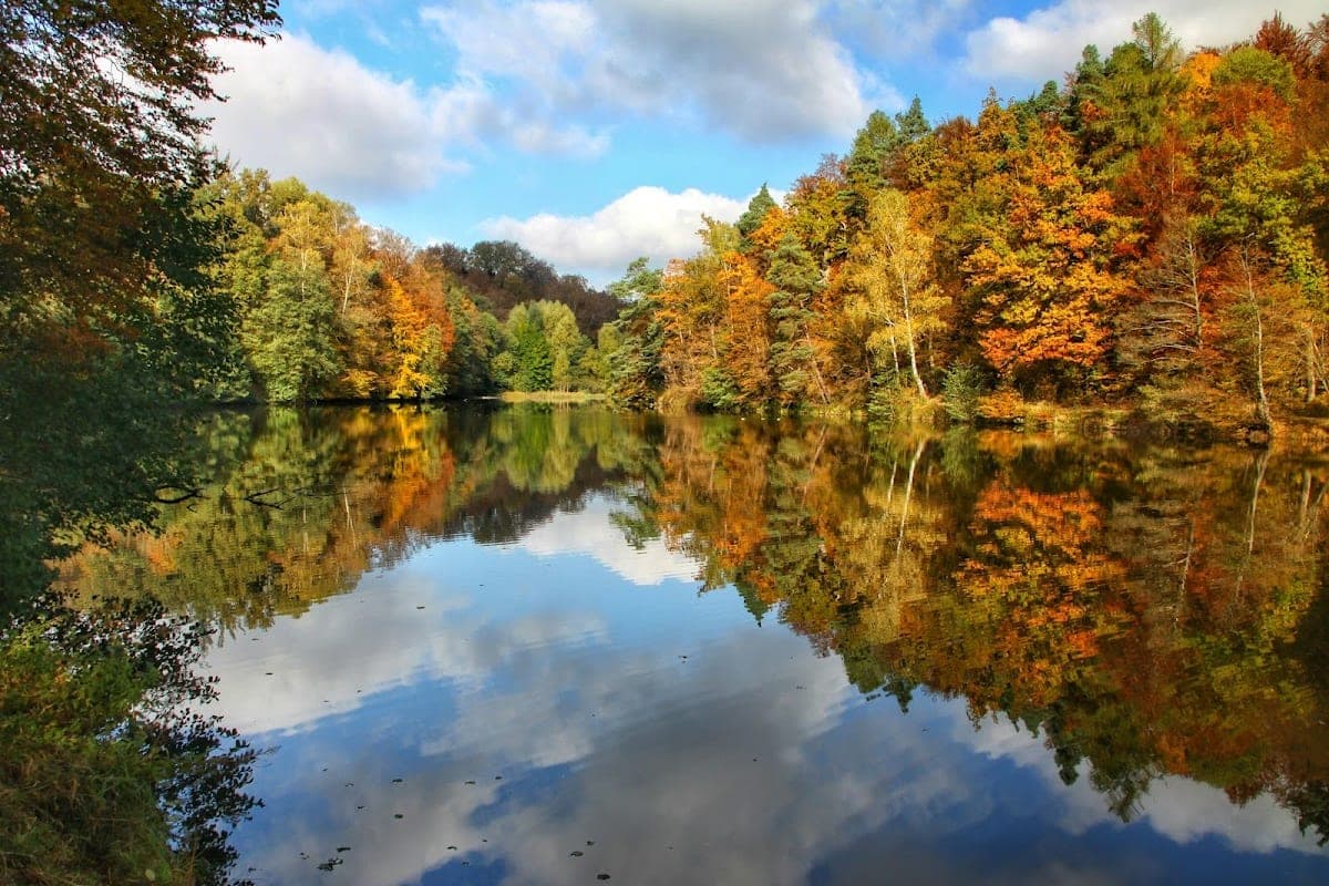 Bärensee Forest Trail