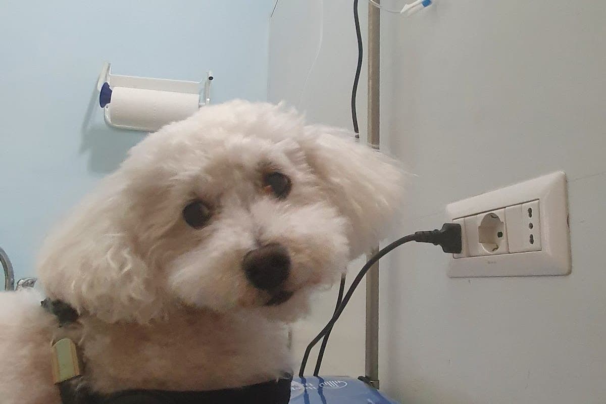 Veterinario Dott. Andrea Calabro`