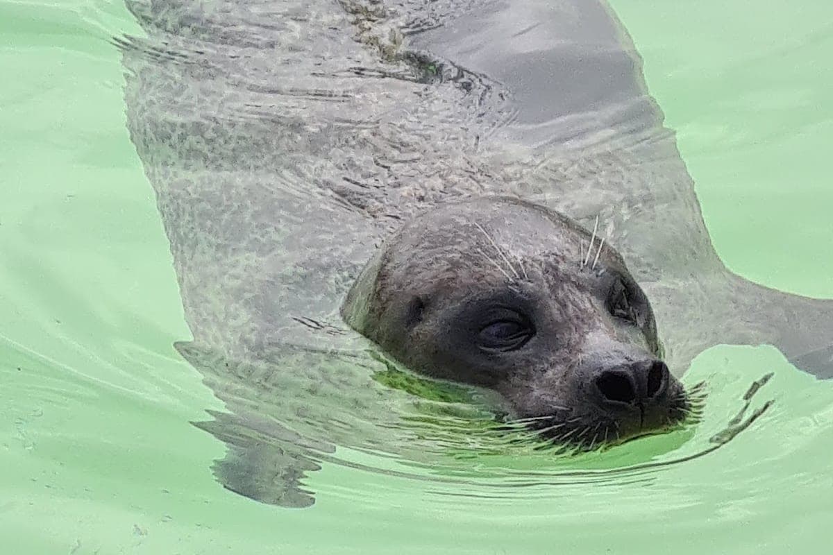 EcoMare seal and seabird sanctuary