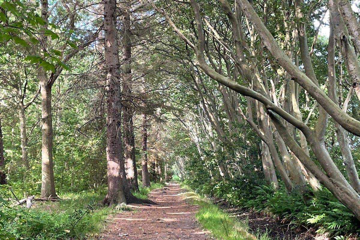De Dennen pine forest