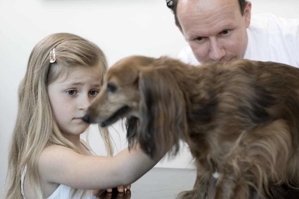 AniCura Haaglanden Rijswijk (24h Emergency)