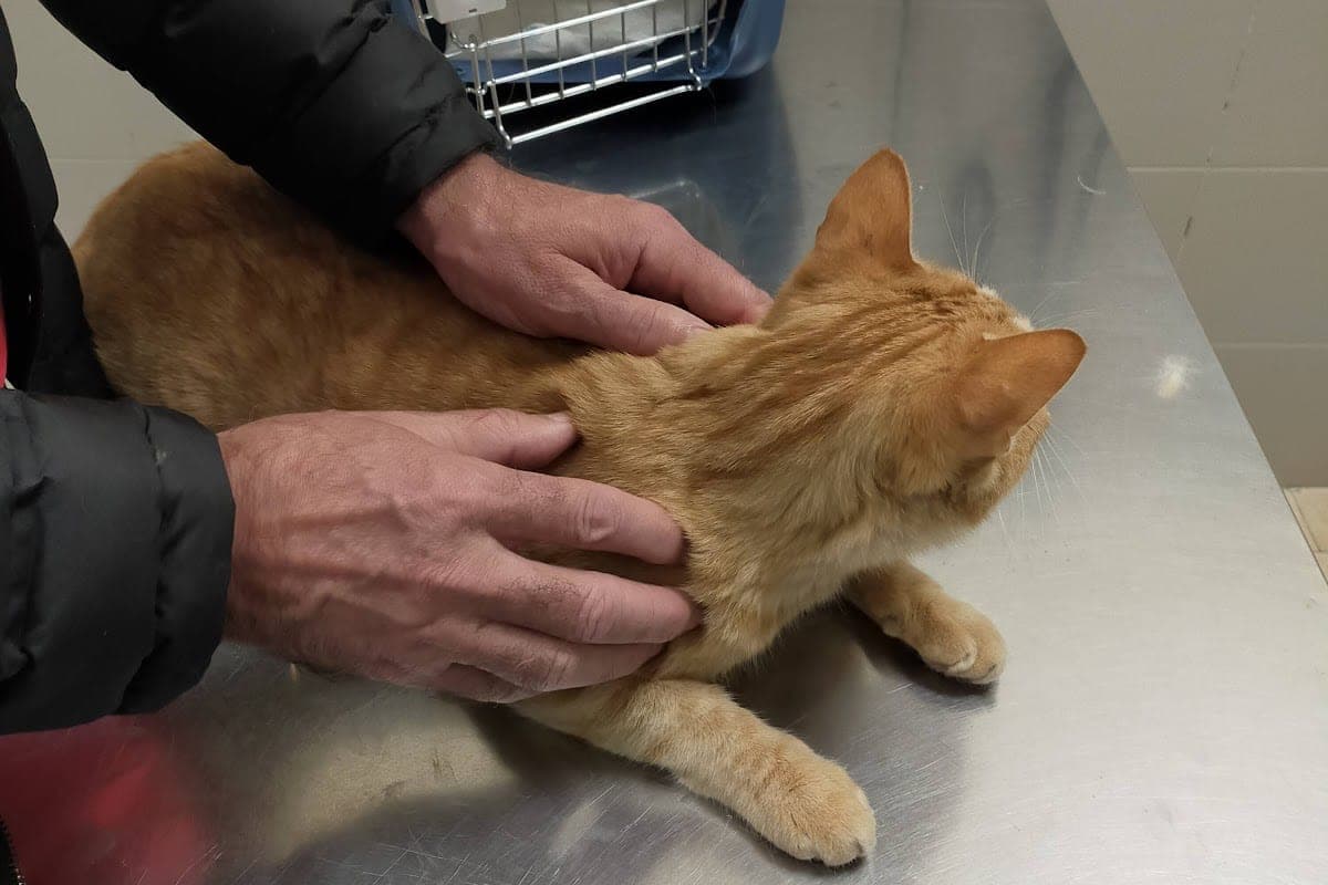 Clínica Veterinaria Anicura Toledo