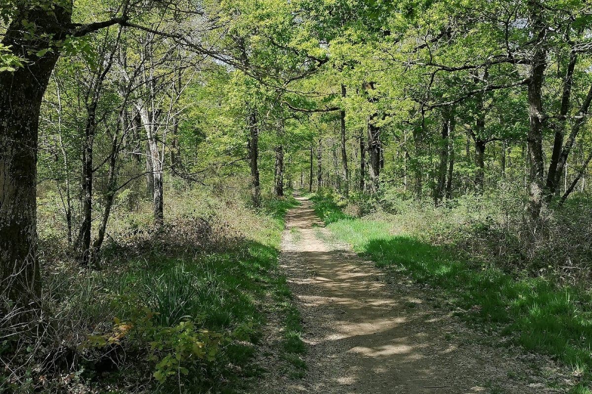 Forêt Domaniale de Bouconne