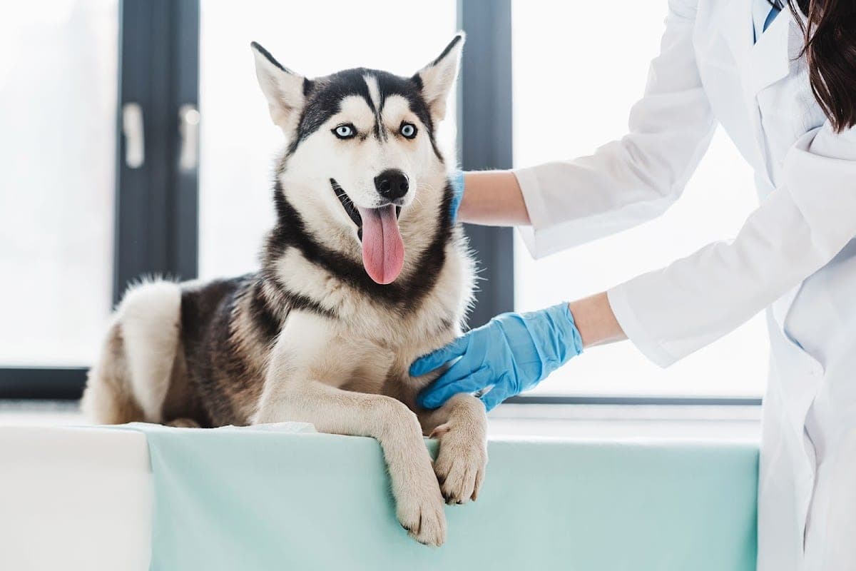 Clinica Veterinaria Anubi