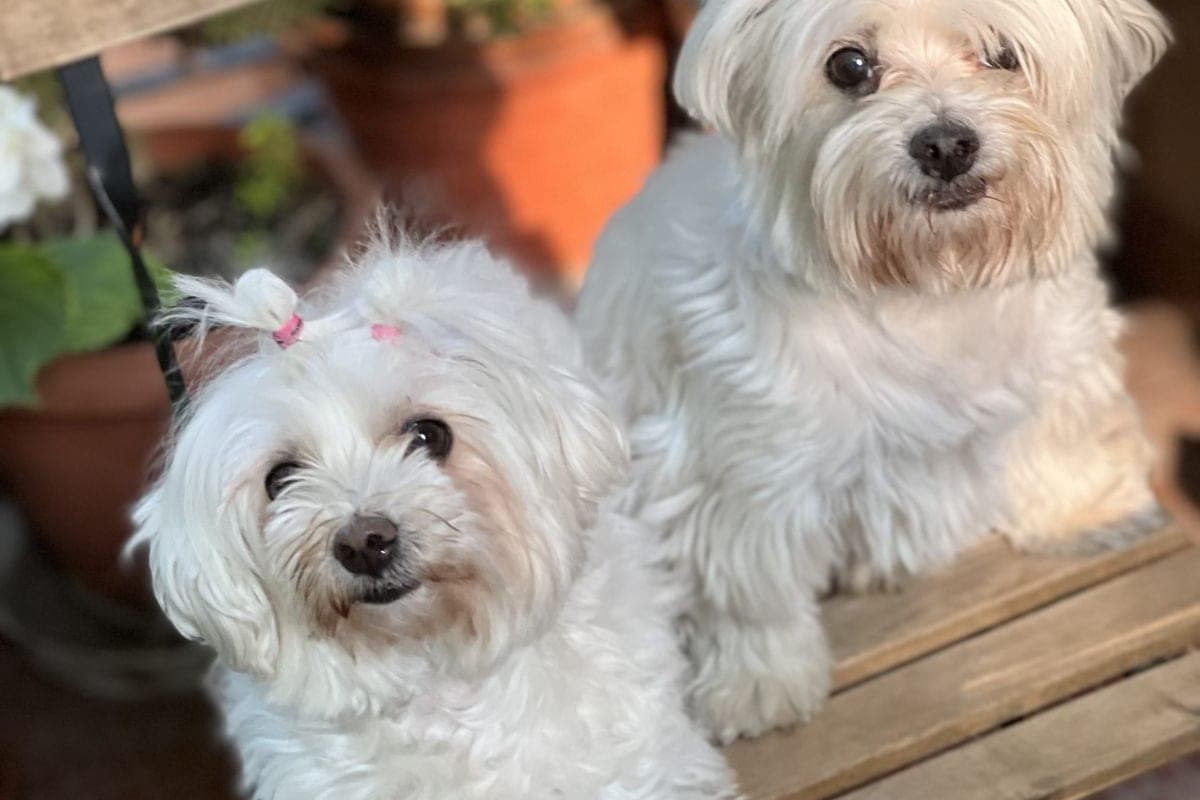 Verona Pet Travel Tips