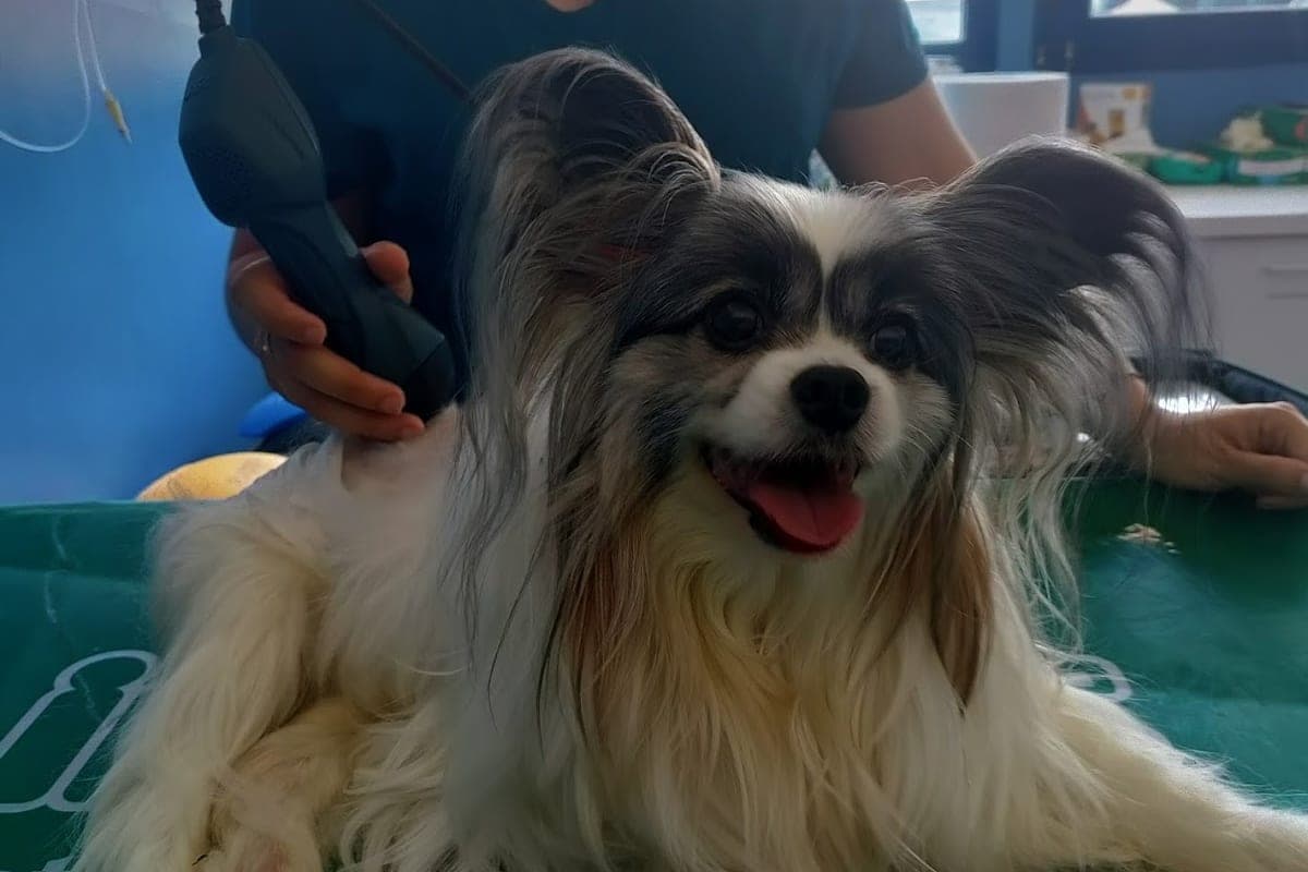 Clinica Veterinaria Verona-Lago