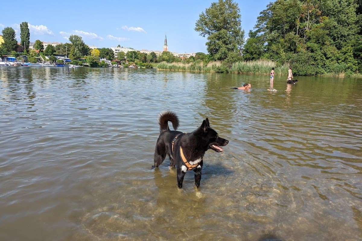 Alte Donau (Old Danube) — Dog Zones