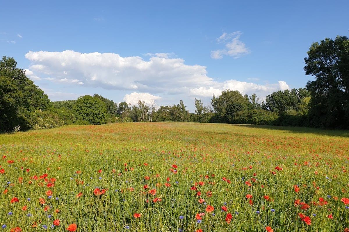 Lobau Nature Reserve