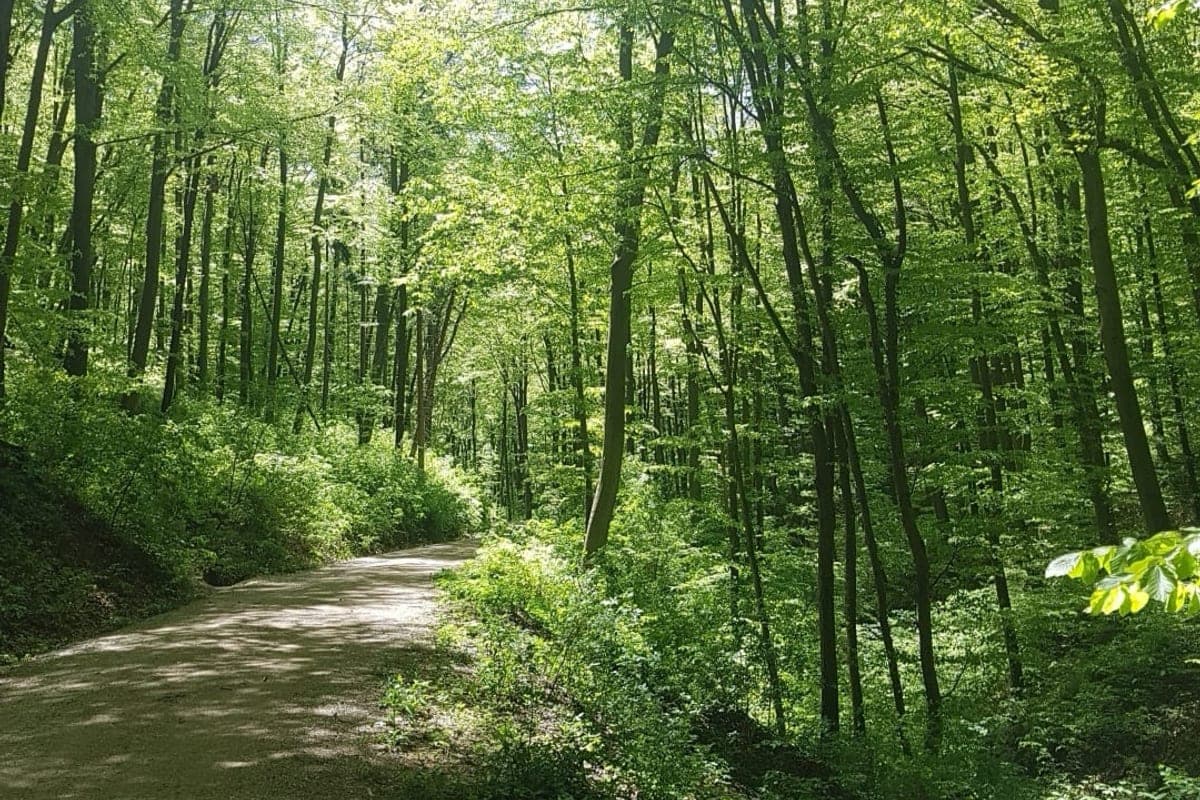 Wienerwald (Vienna Woods)