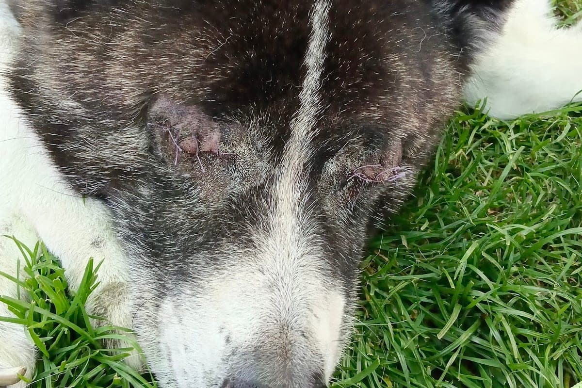 Vetmeduni Universitätsklinik für Kleintiere