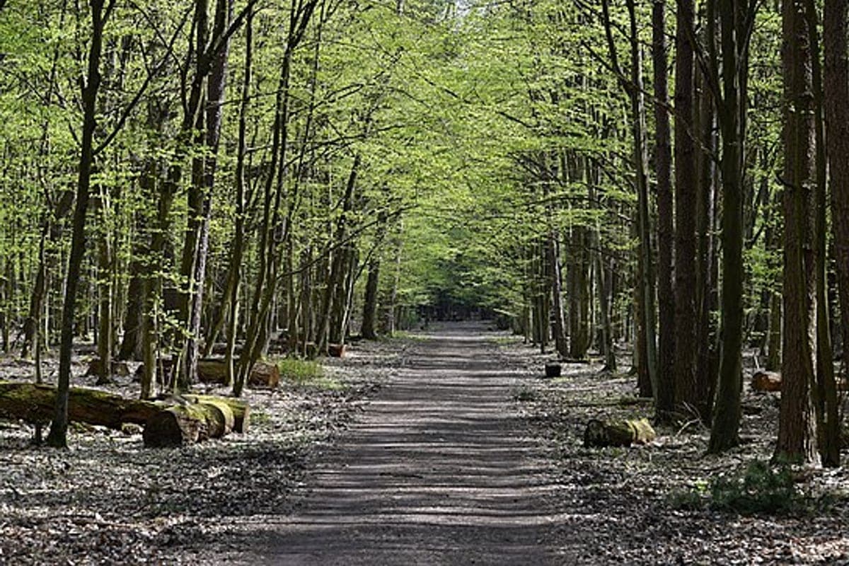 Las Kabacki (Kabacki Forest)