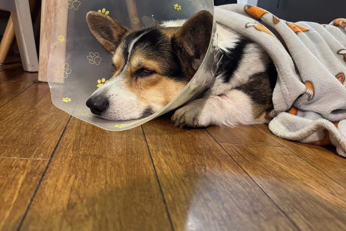 Przychodnia Weterynaryjna Śródmieście