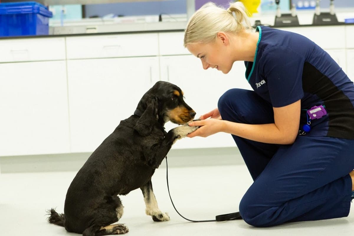 Vets Now York (Emergency)