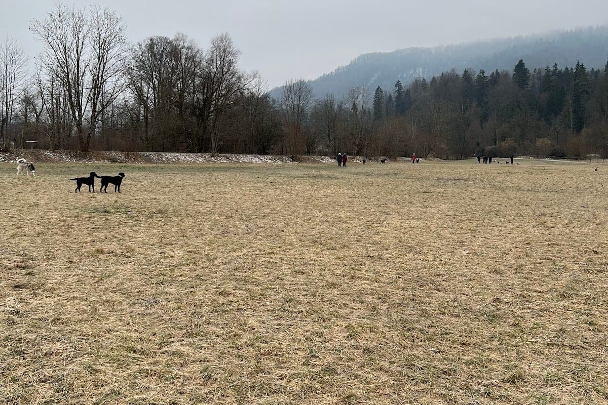 Zürichsee — Dog-Accessible Shores