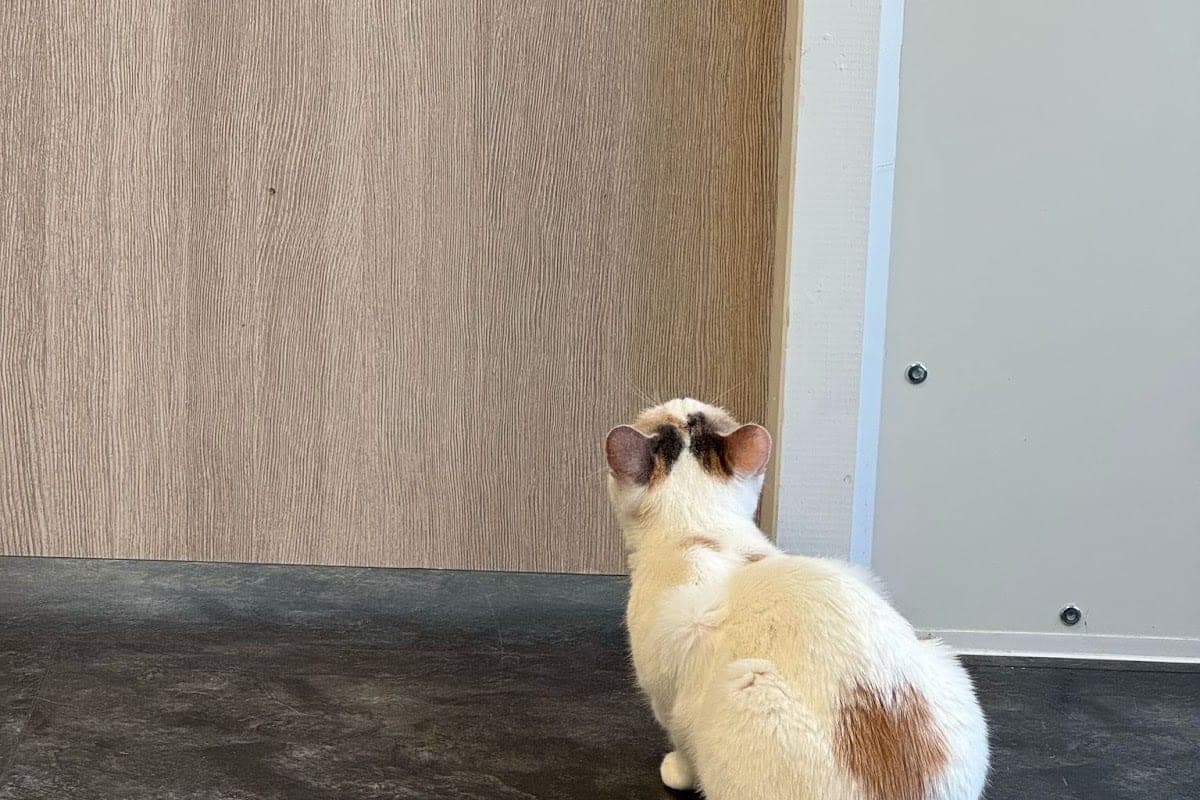 Kleintierpraxis Wiedikon