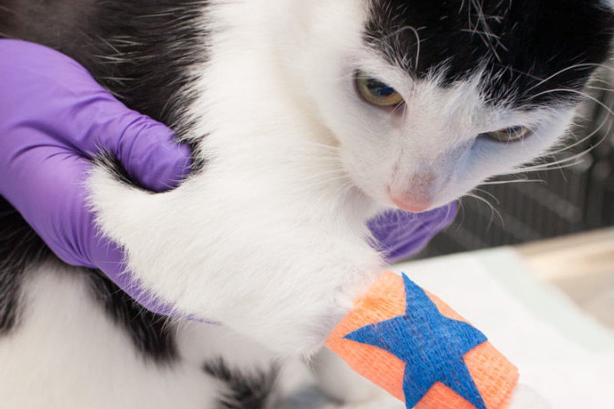 Vetsuisse — Universitätsspital für Kleintiere