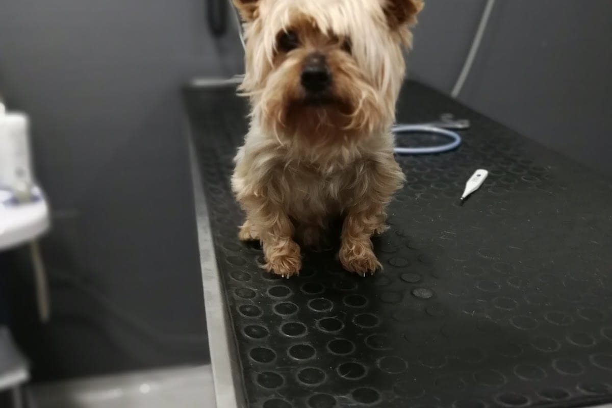Clínica Veterinaria Levante
