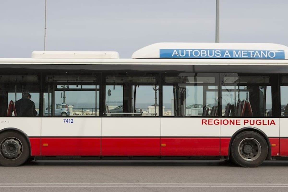 AMTAB bus restrictions for medium and large dogs