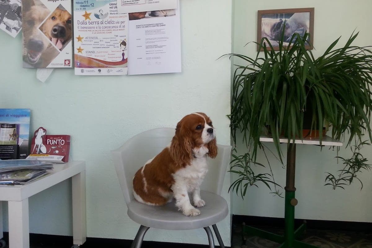 Ambulatorio Veterinario Cerati Pisoni Rota