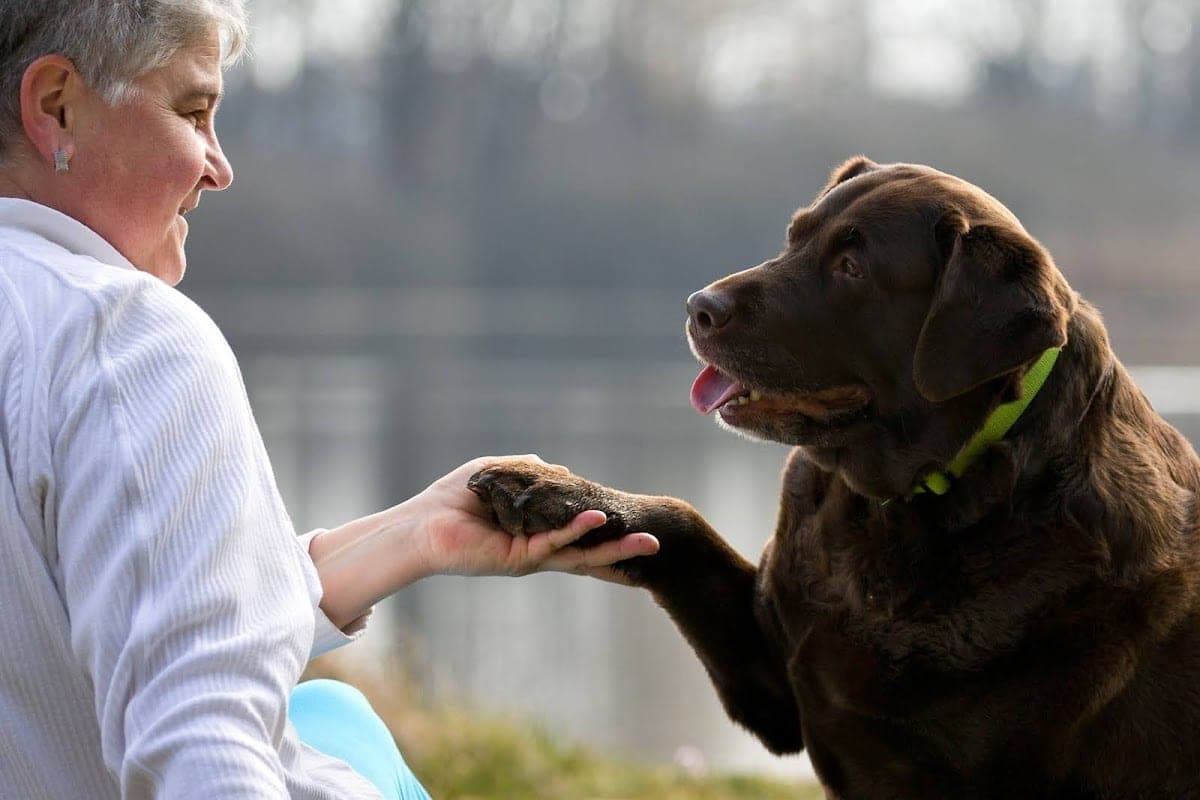 Veterinární klinika Budvet — 24h emergencies, České Budějovice